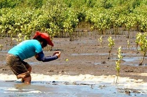 Thông tin về việc vận động trồng rừng ngập mặn tại Cà Mau