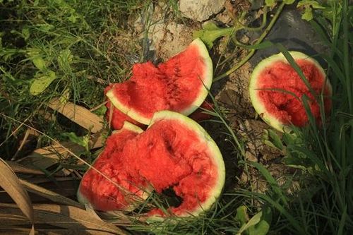 Không có người mua, dưa hấu chín nứt toác ngoài đồng ở Quảng Ngãi