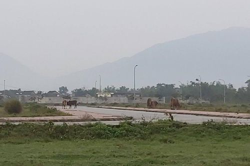 Xây dựng khu dân cư đô thị 130 tỉ đồng ở Hà Tĩnh: Để làm nơi chăn bò, xả rác...