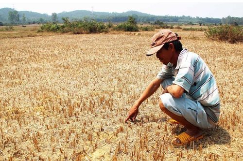 Đồng Nai cấp bách phòng chống hạn mặn trong mùa khô