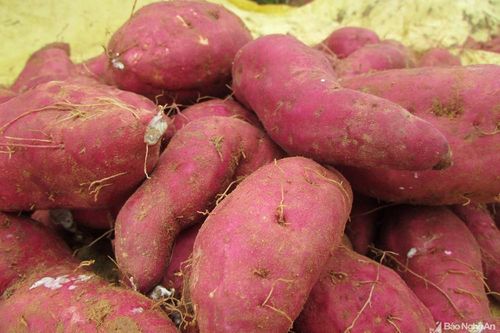 Nông dân Nghệ An thu 90 triệu đồng/ha từ khoai lang đỏ