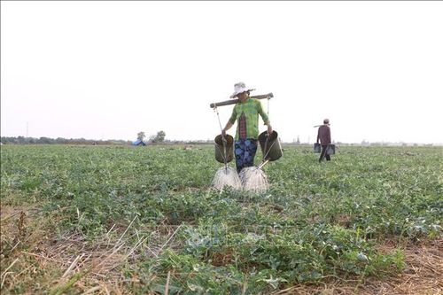 Trồng dưa hấu trên đất lúa - giải pháp thích ứng mùa khô hạn