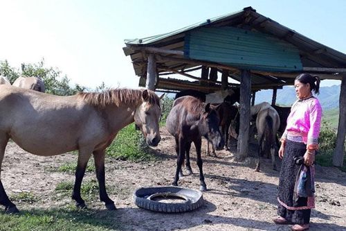 Chị Giàng Thị Hoa thoát nghèo từ chăn nuôi