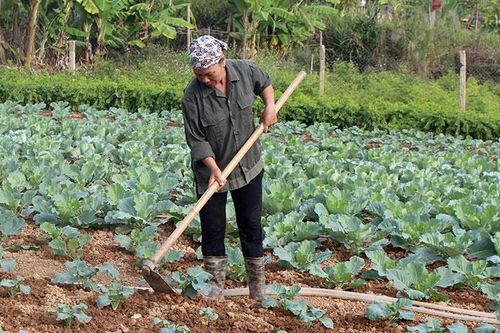 Ðiểm tựa giúp hội viên nghèo vươn lên