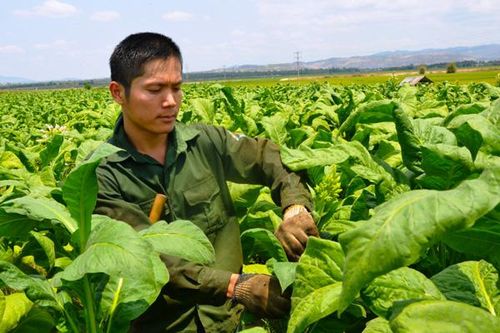 'Thủ lĩnh' thanh niên thôn Đoàn Kết