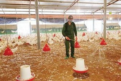 Giá lợn hơi tăng, giá gia cầm giảm