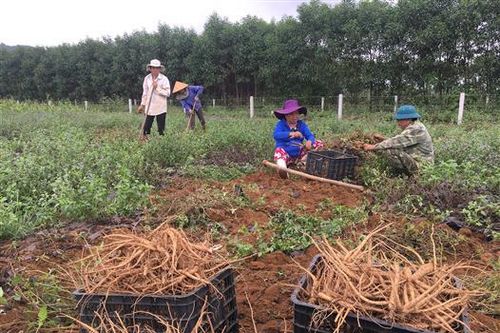 Năng suất sâm Bố Chính ở huyện Cam Lộ đạt 2 tạ/sào