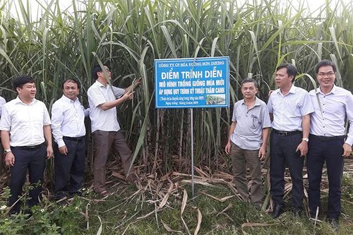 Tăng giá thu mua mía: Thêm niềm tin cho người trồng