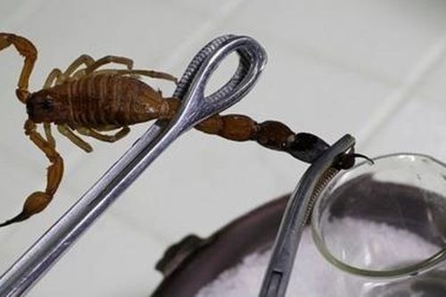 Những vết cắn tử thần: Khi 'chất độc' cứu người