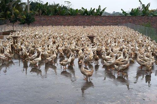 Trứng vịt Chấn Hưng, đặc sản Tiên Lãng