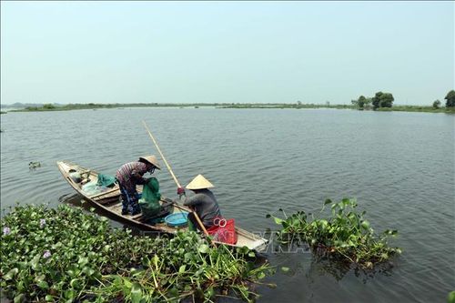 Nỗ lực khôi phục khu Tràm chim ở cửa sông Ô Lâu