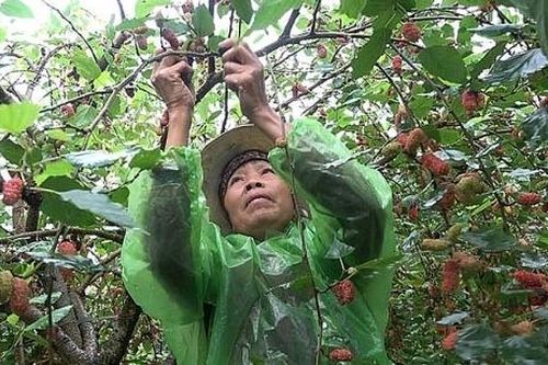 Mướt mắt vườn dâu tằm bạc triệu ven đô