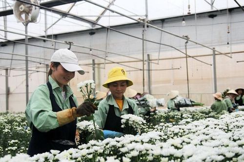 Khi người Chu Ru, K'Ho làm công nhân nông nghiệp