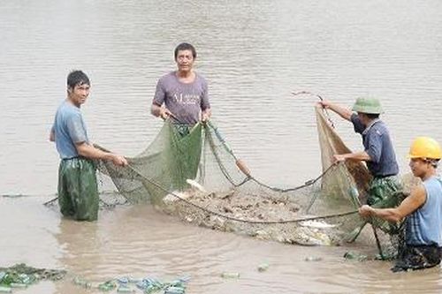 Để mùa cá mới đạt kết quả cao