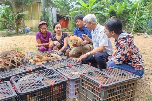 Triển khai mô hình nuôi gà bản địa sinh sản ở xã Triệu Nguyên