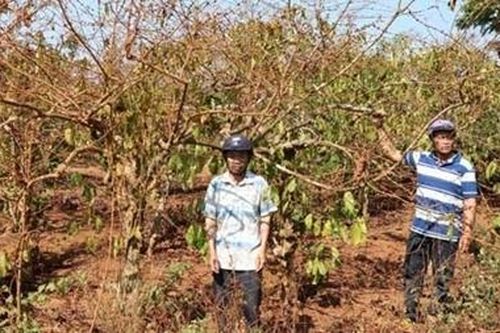 Hơn 23 ha cà phê được định giá... 7,3 triệu đồng