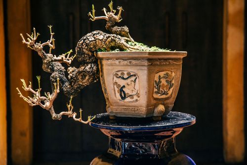 Đưa thiên nhiên thu nhỏ vào các tác phẩm nghệ thuật Bonsai Phố cổ