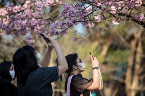 Người Nhật bịt khẩu trang ra đường ngắm anh đào nở rực trời