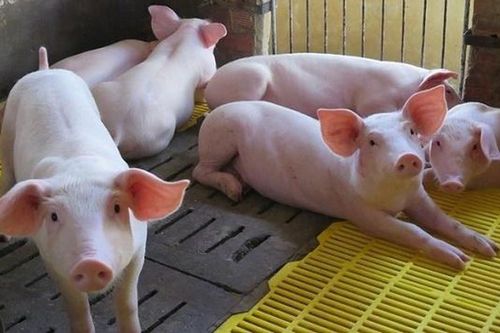 Giá lợn hơi vẫn ở mức cao: Chớ làm ăn chộp giật