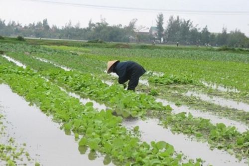 Xây dựng phương án chống úng, ngập vụ Mùa xong trước ngày 3/4