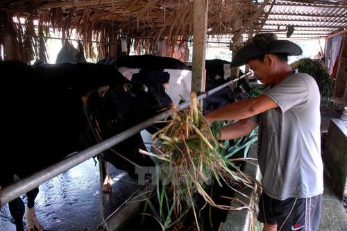 Hộ nghèo của TP HCM sẽ có thu nhập trung bình 36 triệu đồng/người/năm