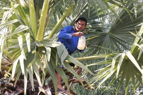 Vất vả nghề trèo thốt nốt vùng Bảy Núi