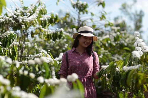 Hoa cà phê nhuộm trắng trời Tây Nguyên