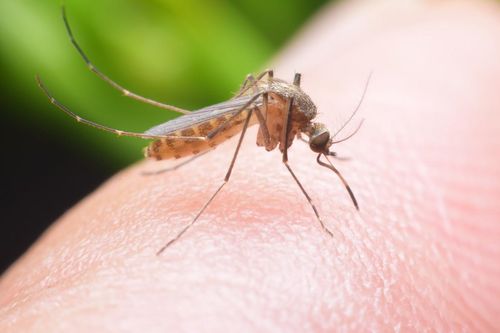 Chuyên gia y tế giải đáp thông tin 'bị muỗi đốt lây nhiễm Covid-19'