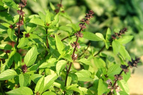 8 mẹo nhỏ giúp bạn loại bỏ vết ố vàng trên răng