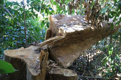 Phát hiện vụ khai thác gỗ trái phép ở khu vực biên giới Quảng Trị