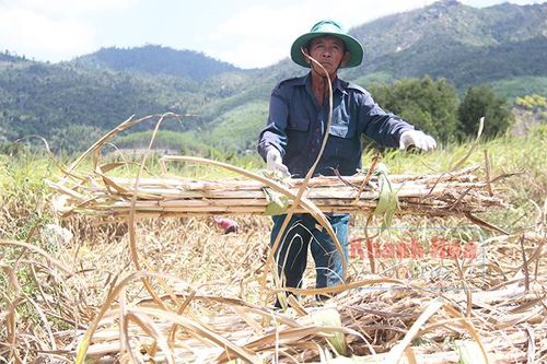 Đắng chát vị mía đường