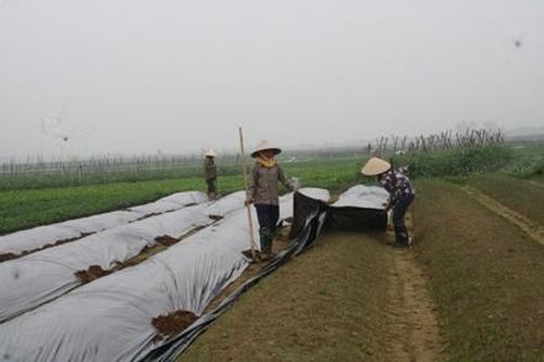 Hiệu quả từ sản xuất rau quả an toàn, tập trung tại HTX Phúc Long