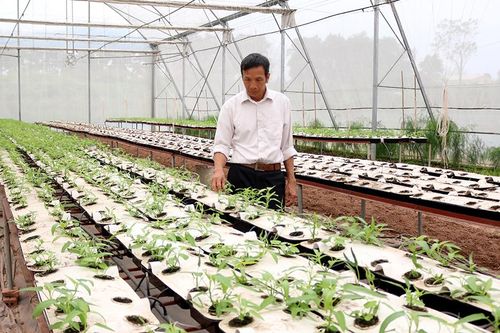 Tam Nông tái cơ cấu nông nghiệp để phát triển bền vững