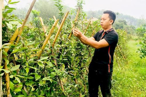 Làm giàu từ trang trại tổng hợp