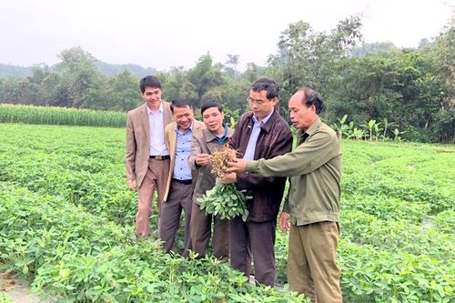 Diện tích lạc toàn tỉnh đứng thứ 3 vùng Trung du miền núi phía Bắc
