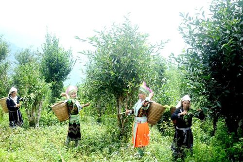 Chè Shan tuyết Hồng Thái đạt chuẩn sản xuất nông nghiệp hữu cơ