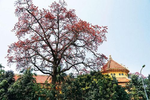 Đỏ rực mùa hoa gạo