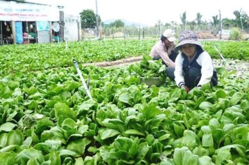 Dịch Covid-19 ảnh hưởng đến nông nghiệp Hà Nội như thế nào?