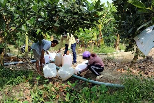 Tiền Giang chi trên 32,1 tỷ đồng ' giải cứu cây sầu riêng'