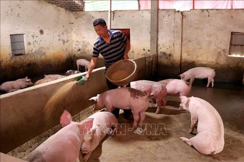 Từng bước tái đàn sau dịch tả lợn châu Phi