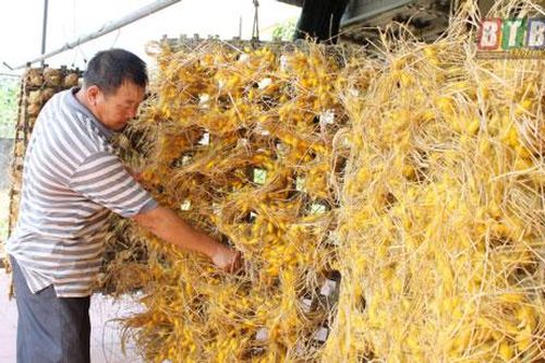 Thái Bình: Làm giàu từ nghề 'ăn cơm đứng'