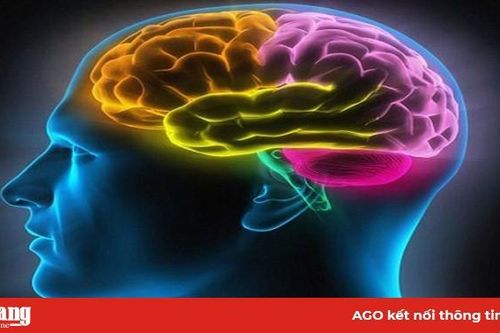 Vì sao não bộ của con người khó thông minh hơn nữa?