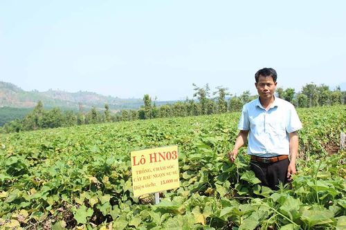'Hái ra tiền' từ vườn su su