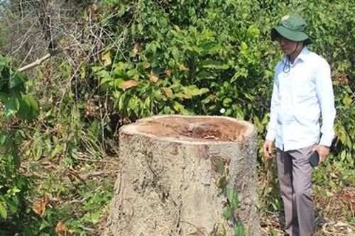 Đề nghị xử lý kỷ luật hành vi phá rừng theo phản ánh của Báo CAND