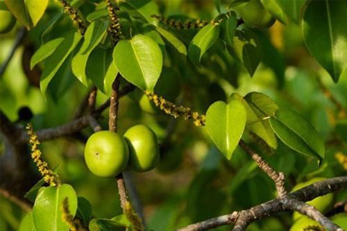 Loài cây nào độc đến nỗi khi đứng cạnh cũng có thể khiến con người mất mạng?