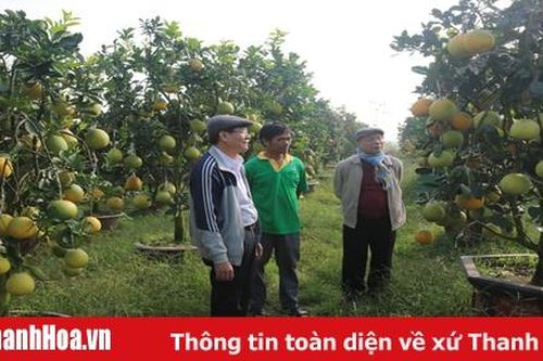Thành công bước đầu từ công nghệ cắt ghép cây ăn quả