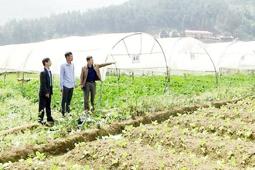 Người tiên phong sản xuất rau đặc hữu ở Sa Pả