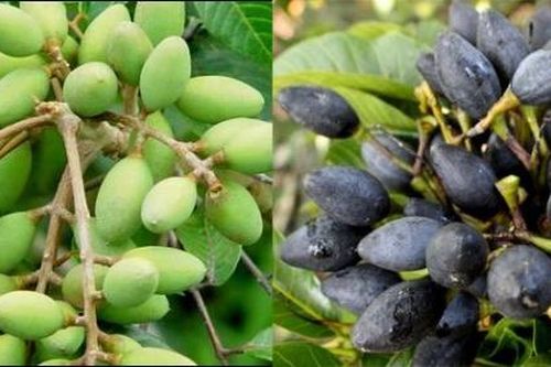 Dược thiện trị rối loạn bài tiết mồ hôi