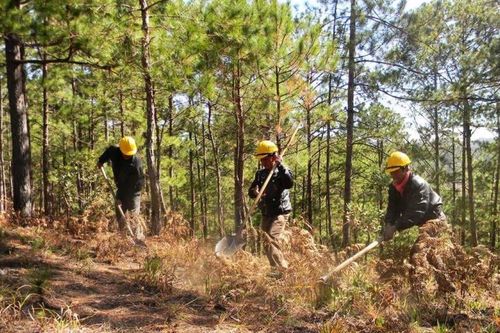Đẩy mạnh phòng, chống cháy rừng mùa khô hạn