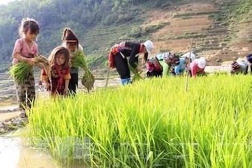 Nâng cao năng lực quốc gia phòng ngừa và giảm thiểu lao động trẻ em